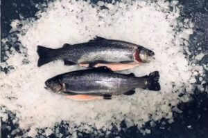 Handel hurtowy Ryby Stanisz&oacute;w Mateusz Kłoczkowski